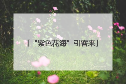“紫色花海”引客来