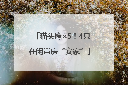 猫头鹰×5！4只在闲置房“安家”
