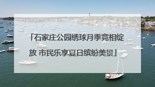 石家庄公园绣球月季竞相绽放 市民乐享夏日缤纷美景