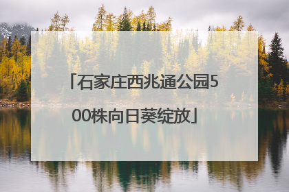 石家庄西兆通公园500株向日葵绽放