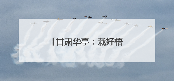 甘肃华亭：栽好梧桐树 引得凤来栖