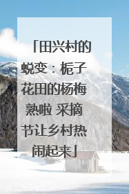 田兴村的蜕变：栀子花田的杨梅熟啦 采摘节让乡村热闹起来