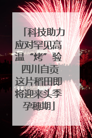 科技助力应对罕见高温“烤”验 四川自贡这片稻田即将迎来头季孕穗期
