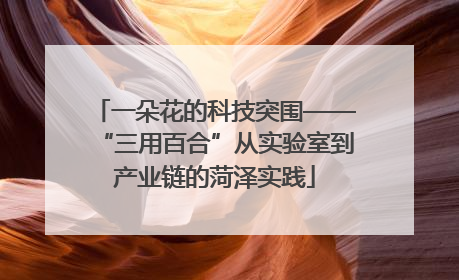 一朵花的科技突围——“三用百合”从实验室到产业链的菏泽实践