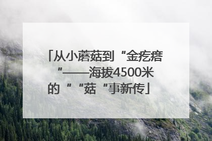 从小蘑菇到“金疙瘩“——海拔4500米的““菇“事新传