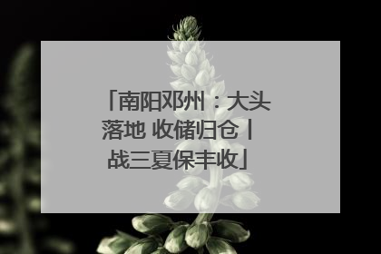 南阳邓州：大头落地 收储归仓丨战三夏保丰收