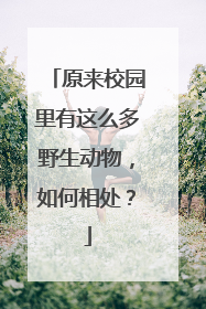 原来校园里有这么多野生动物，如何相处？