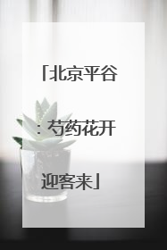 北京平谷：芍药花开迎客来