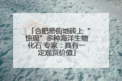 合肥罍街地砖上“惊现”多种海洋生物化石 专家：具有一定观赏价值