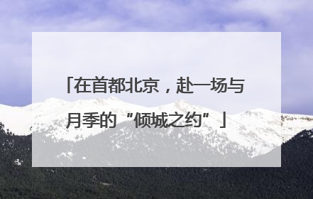在首都北京，赴一场与月季的“倾城之约”