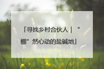 寻找乡村合伙人｜“棚”然心动的盐碱地