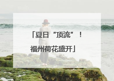 夏日“顶流”！福州荷花盛开