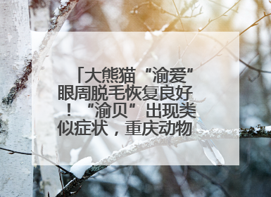 大熊猫“渝爱”眼周脱毛恢复良好！“渝贝”出现类似症状，重庆动物园回应