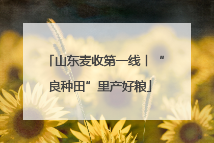 山东麦收第一线丨“良种田”里产好粮