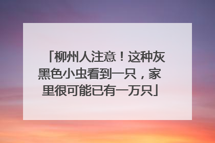柳州人注意！这种灰黑色小虫看到一只，家里很可能已有一万只