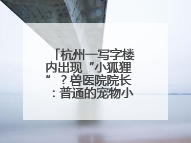 杭州一写字楼内出现“小狐狸”？兽医院院长：普通的宠物小狗，像狐狸犬