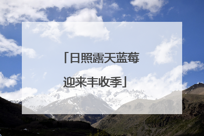 日照露天蓝莓迎来丰收季