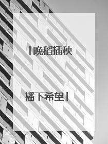 晚稻插秧 播下希望