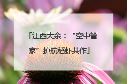 江西大余：“空中管家”护航稻虾共作