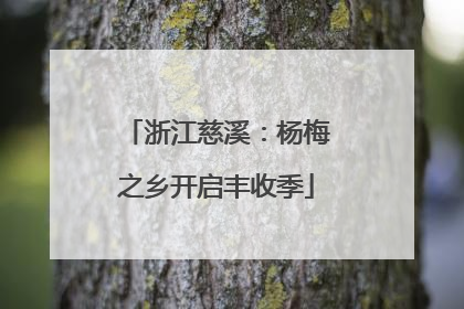 浙江慈溪：杨梅之乡开启丰收季