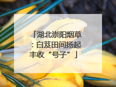 湖北崇阳烟草：白芨田间扬起丰收“号子”