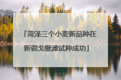 菏泽三个小麦新品种在新疆戈壁滩试种成功