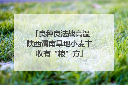 良种良法战高温 陕西渭南旱地小麦丰收有“粮”方