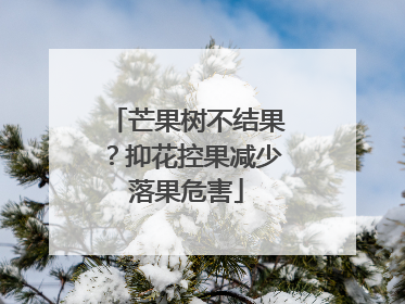 芒果树不结果？抑花控果减少落果危害
