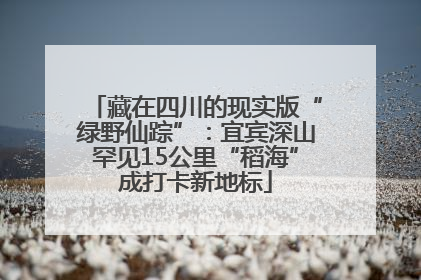 藏在四川的现实版“绿野仙踪”：宜宾深山罕见15公里“稻海”成打卡新地标