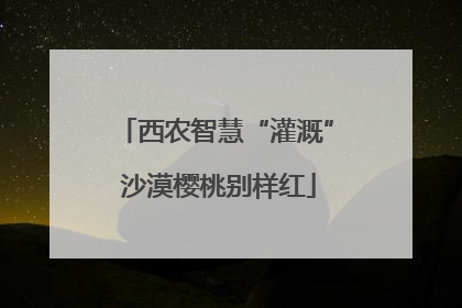 西农智慧“灌溉” 沙漠樱桃别样红