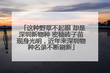 这种野草不起眼 却是深圳新物种 密穗砖子苗现身光明，近年来深圳物种名录不断刷新