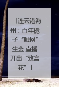 连云港海州：百年栀子“触网”生金 直播开出“致富花”