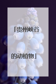 贵州峡谷的动植物
