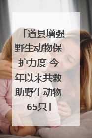 道县增强野生动物保护力度 今年以来共救助野生动物65只
