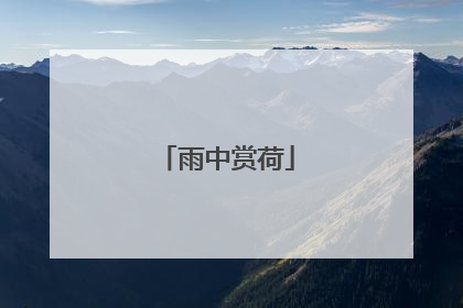雨中赏荷
