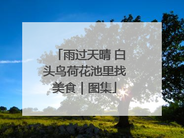 雨过天晴 白头鸟荷花池里找美食｜图集